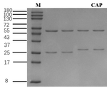 Chloromycetin Antibody in SDS-PAGE (SDS-PAGE)