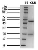 Chlordecone Antibody in SDS-PAGE (SDS-PAGE)