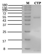 Chlorantraniliprole Recombinant Mouse Monoclonal Antibody (3C4)