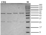 Cefquinome Antibody in SDS-PAGE (SDS-PAGE)