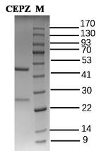 Cefoperazone Antibody in SDS-PAGE (SDS-PAGE)