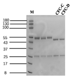 Casein Recombinant Mouse Monoclonal Antibody (13F7)
