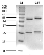 Carprofen Antibody in SDS-PAGE (SDS-PAGE)