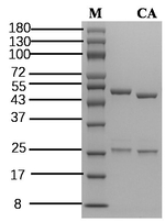 Carnosic acid Recombinant Mouse Monoclonal Antibody (3B10)