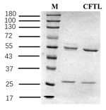 Carfentanil Antibody in SDS-PAGE (SDS-PAGE)