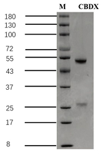 Carbadox Antibody in SDS-PAGE (SDS-PAGE)