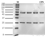 Capsaicin Antibody in SDS-PAGE (SDS-PAGE)