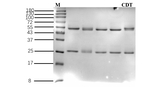 Candesartan Antibody in SDS-PAGE (SDS-PAGE)
