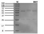 Butylated Recombinant Mouse Monoclonal Antibody (6B11)