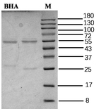 Butyl hydroxyanisole Recombinant Mouse Monoclonal Antibody (5A1)