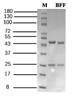 Butafosfan Recombinant Mouse Monoclonal Antibody (1D1)