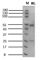 Bromobuterol Recombinant Mouse Monoclonal Antibody (1F1)