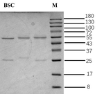 Boscalid Recombinant Mouse Monoclonal Antibody (4B10)