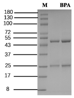 Bisphenol A Recombinant Mouse Monoclonal Antibody (2H3)
