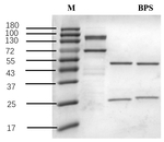 Bis(4-hydroxyphenyl) Sulfone Recombinant Mouse Monoclonal Antibody (1C12)