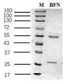 Bifenox Recombinant Mouse Monoclonal Antibody (3D1)