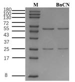 Benzoth cyanide Recombinant Mouse Monoclonal Antibody (4D7)