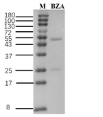 Benzoic acid Recombinant Mouse Monoclonal Antibody (3E4)