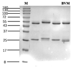 Benvitimod Recombinant Mouse Monoclonal Antibody (4A11)