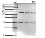 Bensulfuron-methyl Recombinant Mouse Monoclonal Antibody (2C7)