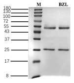 Benazolin Recombinant Mouse Monoclonal Antibody (1F9)