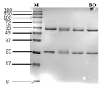 Basic Orange Recombinant Mouse Monoclonal Antibody (2H7)