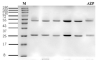 Azaperone Recombinant Mouse Monoclonal Antibody (2E3)