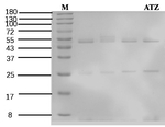 Atrazine Recombinant Mouse Monoclonal Antibody (5F12)
