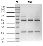 Aspirin Recombinant Mouse Monoclonal Antibody (2C11)