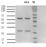 Arsanilic acid Recombinant Mouse Monoclonal Antibody (2E4)