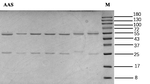 Aristolochic acids Antibody in SDS-PAGE (SDS-PAGE)