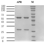 Antipyrine Recombinant Mouse Monoclonal Antibody (6E9)