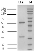Anilazine Antibody in SDS-PAGE (SDS-PAGE)