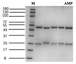 Ampicillin Antibody in SDS-PAGE (SDS-PAGE)