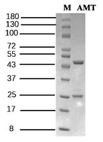 Amitraz Antibody in SDS-PAGE (SDS-PAGE)