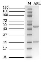 Aminophylline Recombinant Mouse Monoclonal Antibody (1G5)