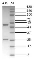 Amantadine Antibody in SDS-PAGE (SDS-PAGE)