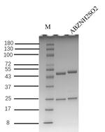 Albendazole-2-aminosulfone Antibody in SDS-PAGE (SDS-PAGE)