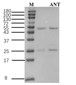 Aconitine Recombinant Mouse Monoclonal Antibody (5D1)