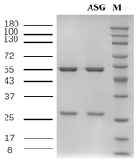 Acid scarlet G Recombinant Mouse Monoclonal Antibody (1B10)