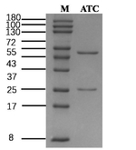 Acetochlor Recombinant Mouse Monoclonal Antibody (2G8)