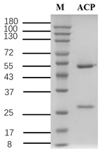 Acephate Recombinant Mouse Monoclonal Antibody (4A3)