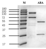 Abscisic acid Recombinant Mouse Monoclonal Antibody (4G7)