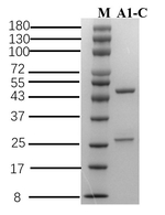Beta-casein Recombinant Mouse Monoclonal Antibody (1G4)