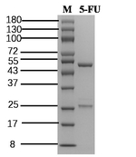 5-Fluorouracil Recombinant Mouse Monoclonal Antibody (3C12)