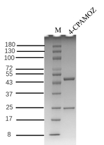 4-Furaltadone metabolite Recombinant Mouse Monoclonal Antibody (1F2)