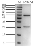 2-Furazolidone metabolite Recombinant Mouse Monoclonal Antibody (3B6)