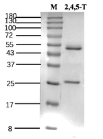 2,4,5-trichlorophenoxyacetic acid Recombinant Mouse Monoclonal Antibody (1C7)