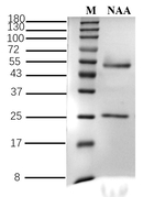 1-Naphthaleneacetic acid Recombinant Mouse Monoclonal Antibody (3C5)