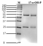 17 alpha-hydroxyprogesterone Recombinant Mouse Monoclonal Antibody (5B10)